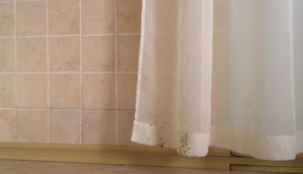 Best Dehumidification Services  in Collingdale, PA