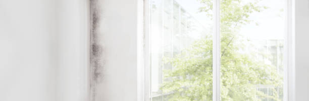 Best Attic Mold Removal  in Collingdale, PA