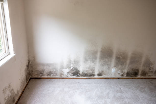 Dehumidification Services in Collingdale, PA